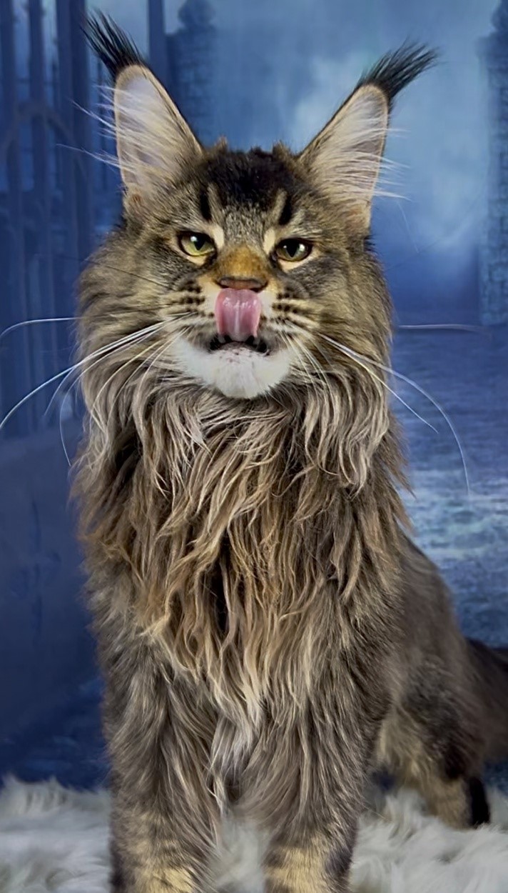 Polydactyl lynx ears Maine Coon male