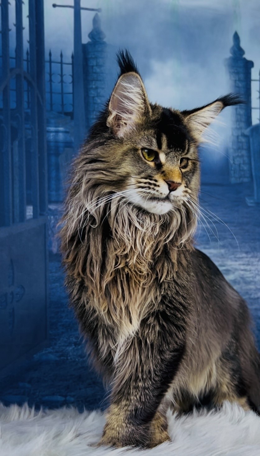 Majestic and regal Maine Coon male black ticked tabby with polydactyl paws