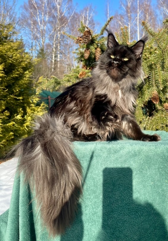 Polydactyl Maine Coon Black Smoke Gonsior Line Viva